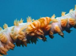 Shrimp/coral. c5060 macro by Joshua Miles 